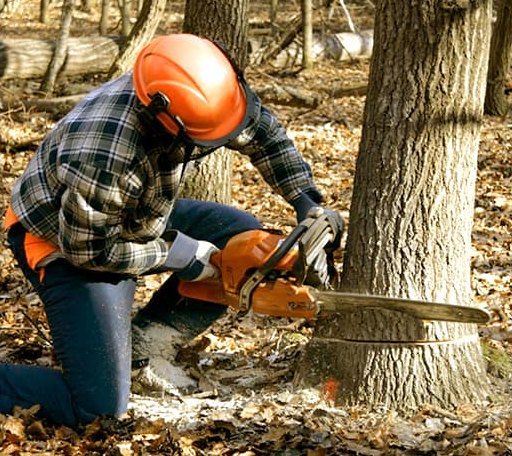 Tree Removal in Washington, IL